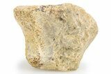 Fossil Dinosaur Phalanx (Toe) Bone - Wyoming #306818-1